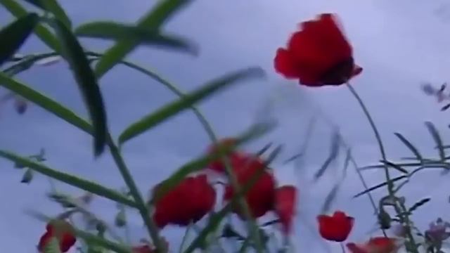 БУДТО БЫЛИ ВАРИАНТЫ! СЕМЬЯ РАХМОНА ВЕЗДЕ! НАРОЖАЛ, ЧТОБ ЗАХВАТИТЬ ВЛАСТЬ! смотреть онлайн