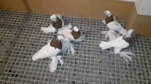 ГОЛУБИ КАПКАНЫ / КРАСНО ГРУДЫЕ ДВУХЧУБЫЕ ГОЛУБИ / PIGEONS / TAUBE  #Gulsarinfo