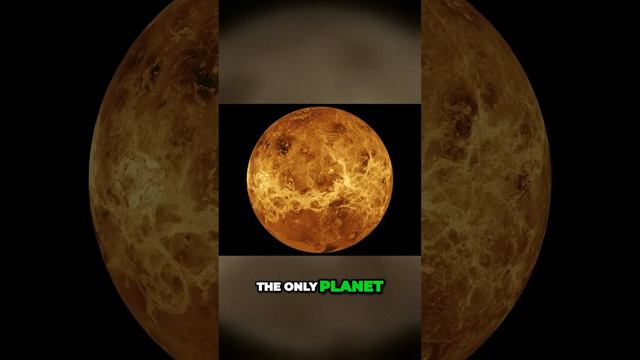 Mind Blowing Facts: Unbelievable Discoveries about Venus, Uranus, and Camels! смотреть онлайн