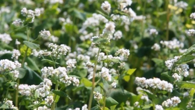 Выращивание Гречихи как бизнес идея смотреть онлайн