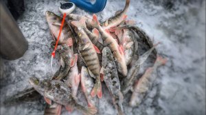 РЫБАЛКА залив БИРЮСИНСКИЙ !!! ПОДЛЁДНАЯ зимняя КВХ