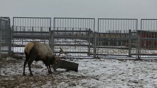 vatravel.ru Могилевский зоосад (Буйничи, Беларусь) смотреть онлайн