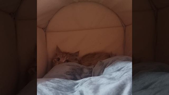 Рыжик - бывший бездомный котик. Серия 1 смотреть онлайн