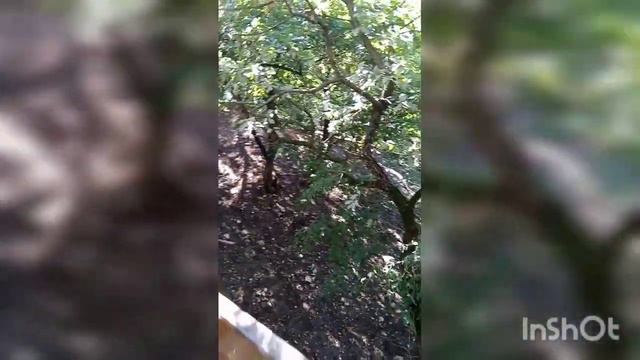 Сафари Парк - зоопарк в Геленджике смотреть онлайн