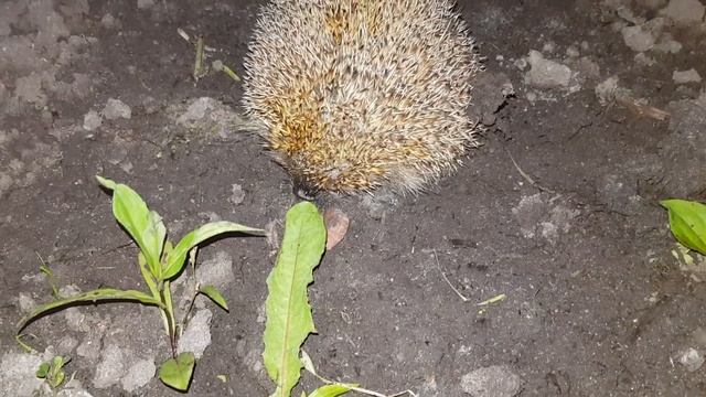 Ёжик) нашли на даче смотреть онлайн