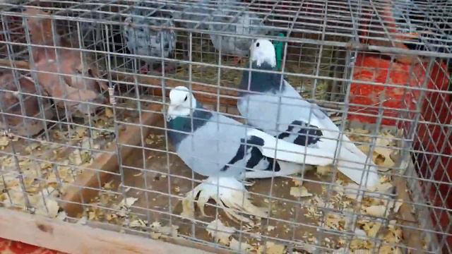 06. 12. 2020 года. Птичий рынок - город Ставрополь. ( 1 часть ). смотреть онлайн