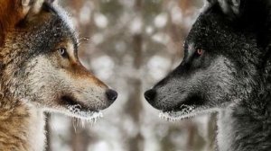 Притча ДВА ВОЛКА! ПОЛНАЯ ВЕРСИЯ, которая расскрывает её по-новому и намного глубже