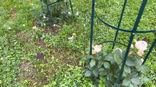 Саджанці «Долина Роз», «Твоя Роза», «Сад Квілінського», «Флора Нова»,..Чи є пересорт ? Ч2. смотреть онлайн