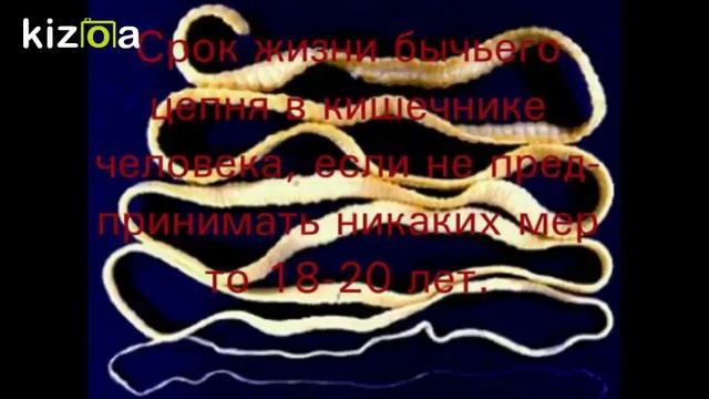 Паразиты часть 1 (Бычий цепинь) смотреть онлайн