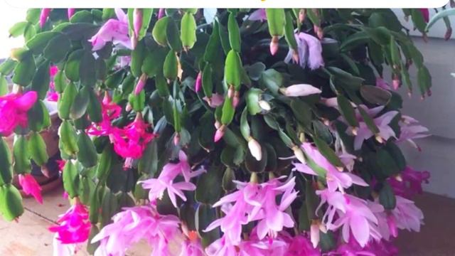 ¿CON ESTE fertilizante VERAS UNA mejor FLORACIÓN cactus de navidad смотреть онлайн