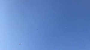 Гоняю 4 породы голубей / Как правильно гонять голубей