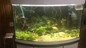 Дизайн аквариума своими руками