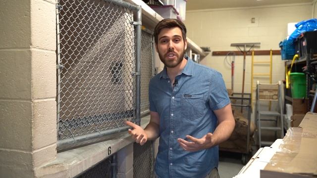 Virtual field trip to our animal shelter смотреть онлайн