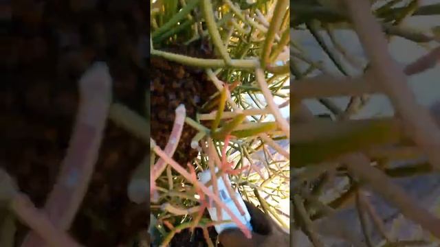 Bee colony capture part 2 смотреть онлайн