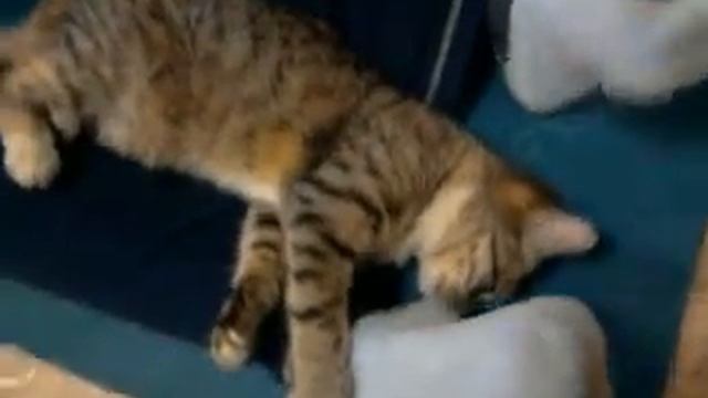 кошка в фитнес клубе 3/Cat in fitness club 3.mp4 смотреть онлайн