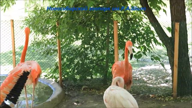 Фламинго на прогулке 09.06.2021 смотреть онлайн
