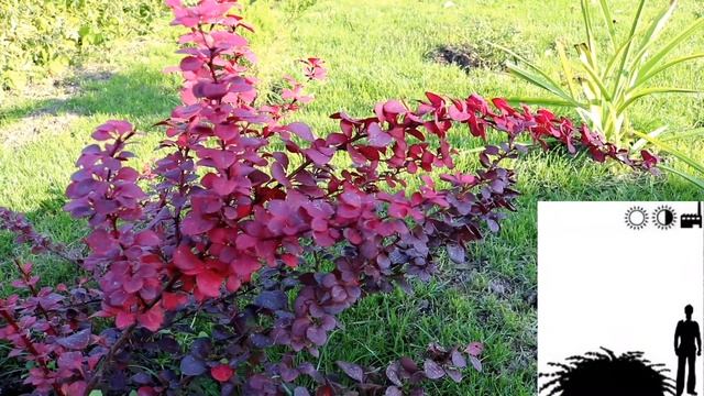 Барбарис тунберга Дартс Ред Леди. Berberis thunbergii Dart's Red Lady смотреть онлайн
