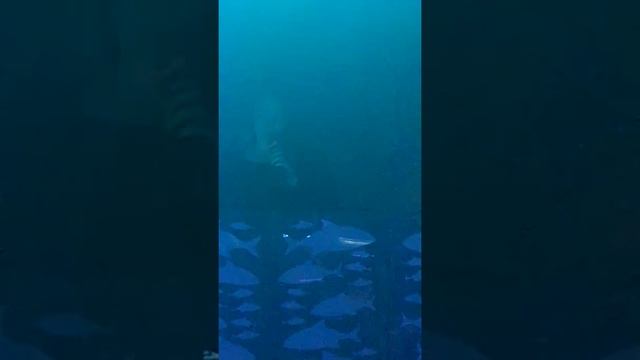 Мне приснилось небо Лондона #КАРАОКЕ #coverstore #cover #covers смотреть онлайн