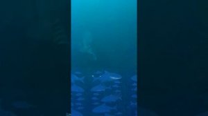 Мне приснилось небо Лондона #КАРАОКЕ #coverstore #cover #covers