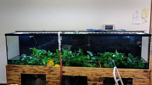 Fish tank maintenance 240 gallon planted Anubias tank at discus america смотреть онлайн