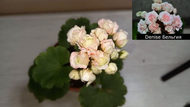 Denise Sutarve и Denise Бельгия, невероятные розебудные красавицы, и в чем их отличие