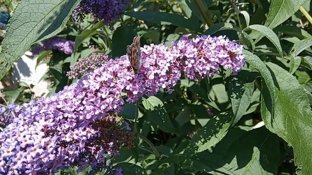 Эти РАСТЕНИЯ Способны Радовать Нас до Самой Зимы смотреть онлайн