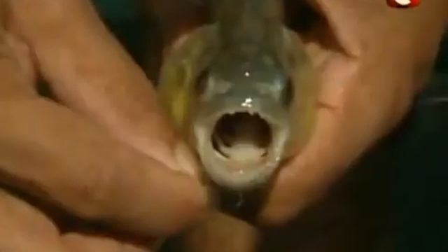 Бразилия Амазония, Вокруг света