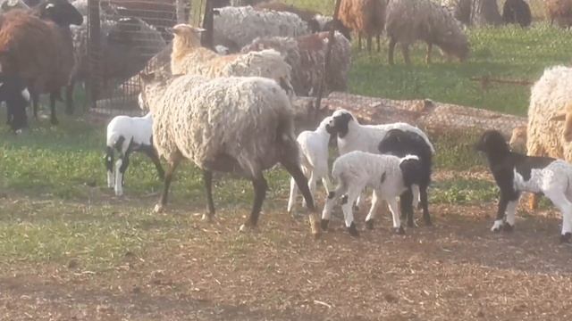 Ягнята от ДОРПЕРА.Трёхпородного скрещивания. смотреть онлайн