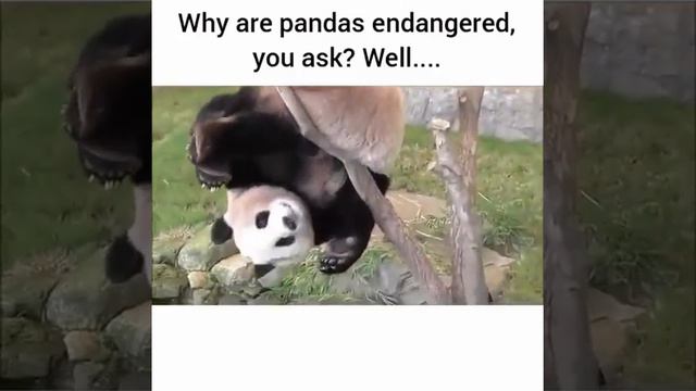 Why Pandas are endangered, you ask? Here is why - hilarious video