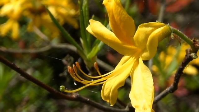 Niezwykly Swiat - Azalia Pontyjska смотреть онлайн