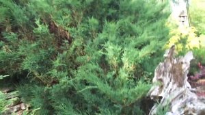 5-я часть-САД ЛЮДМИЛЫ В ОСИНОВОЙ РОЩЕ - Санкт - Петербург   в Контакте...https://vk.com/id127371941