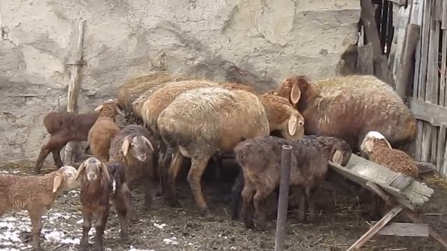 Овцы породы Гиссар смотреть онлайн