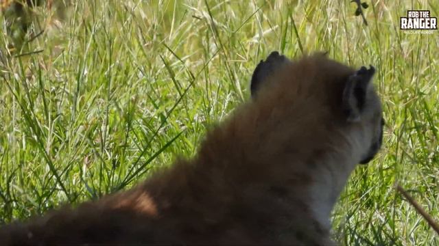 Leopard Trying To Avoid A Hyena | Maasai Mara Safari | Zebra Plains смотреть онлайн