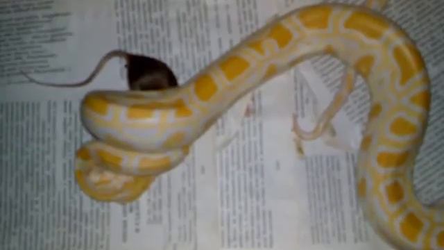 Pride - Тигровый питон (Альбинос) - 2 смотреть онлайн