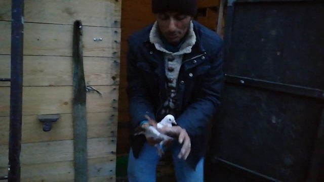 НИКОЛАЕВСКИЕ ЛЕТНЫЕ ГОЛУБИ ! смотреть онлайн