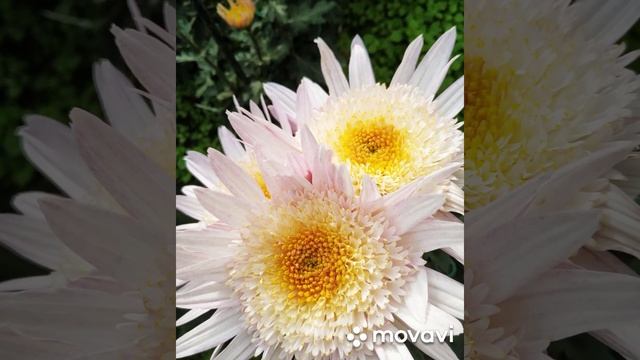 Бал хризантем 2019.Часть 4 смотреть онлайн