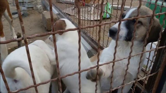Пристраиваются в добрые руки шесть озорных щенят смотреть онлайн