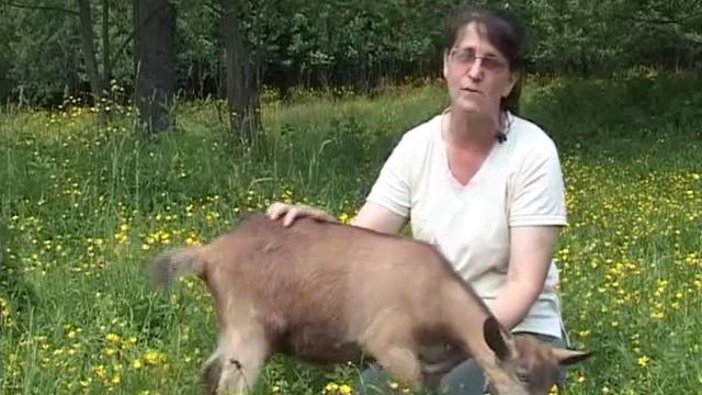 Зааненские козы в Новозыбкове смотреть онлайн