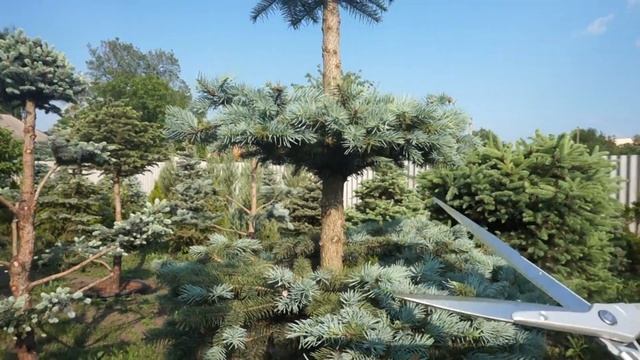 Как постричь голубую ель Разнообразие форм смотреть онлайн