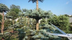 Как постричь голубую ель  Разнообразие форм