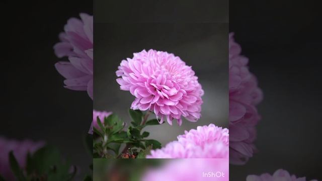 ЦВЕТЁМ КРАСИВО. ОСЕННИЕ ЦВЕТЫ. Музыкальное шоу. Хризантемы,георгины. смотреть онлайн