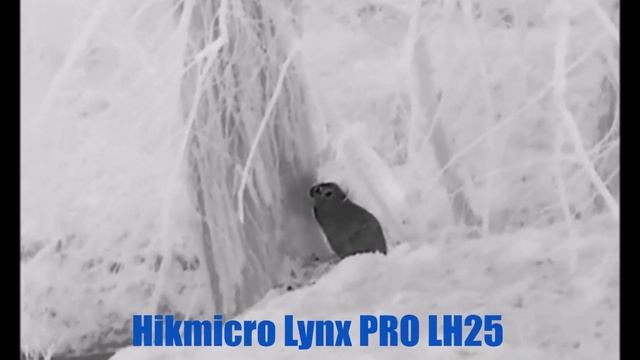 Bobr v akci - Beaver in action - Hikmicro Lynx PRO LH25 смотреть онлайн