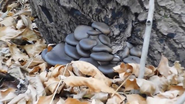 вешенки. смотреть онлайн