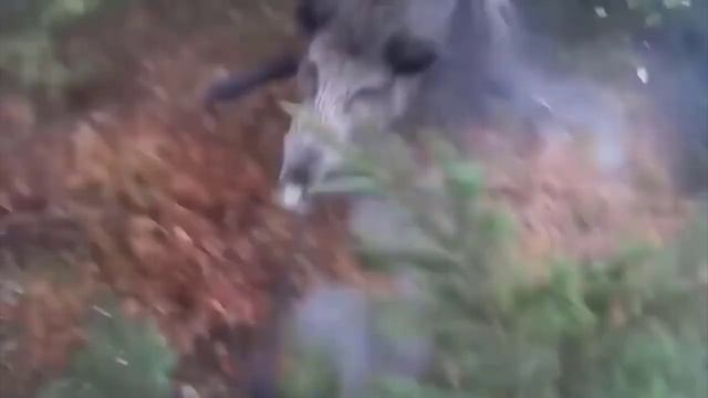 ТОП - 5 самых огромных кабанов пойманных на охоте. Самые огромные секачи и боровы в мире. смотреть онлайн