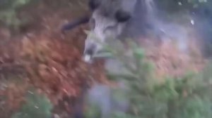 ТОП - 5 самых огромных кабанов пойманных на охоте. Самые огромные секачи и боровы в мире.