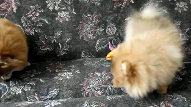 Померанский шпиц 8 (цвергшпиц, немецкий, карликовый) смотреть онлайн