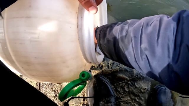 Дождался!!! Полный ставок рыбы , Зарыбление пруда на участке толстолоб и амур смотреть онлайн