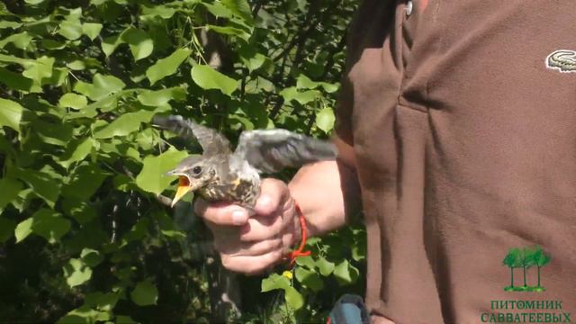 Natura в садах и в парках (анонс семинара) смотреть онлайн