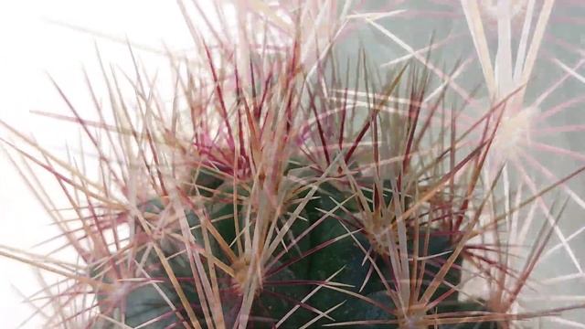 Thelocactus Bicolor