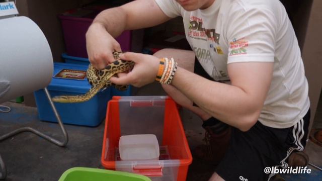 Yellow Anaconda Bites Me 9 Times!! смотреть онлайн